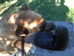 Baloo and fountains IMG_0333