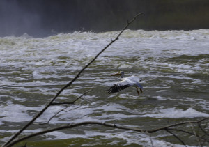 Pelican coming in to land Portage