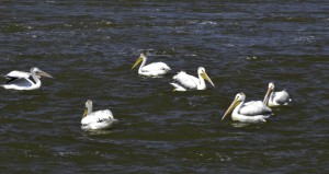 Pelicans resting at Portage