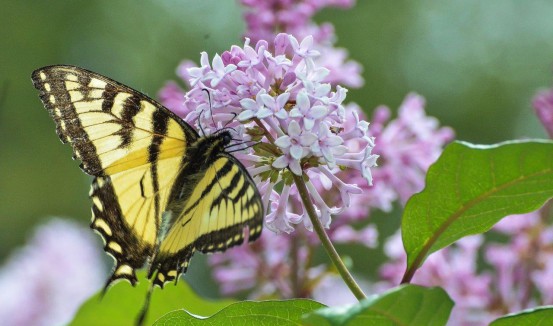 butterfly on lilac